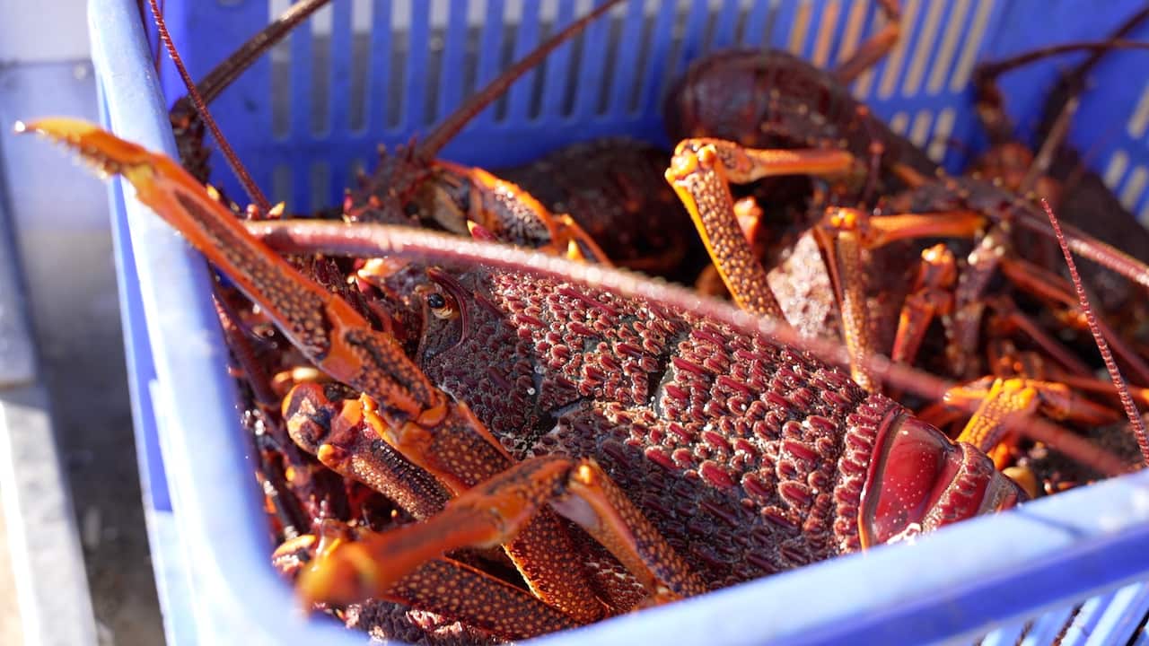 lobster 5.jpg
