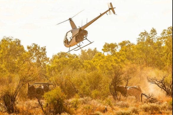 Two Robinson helicopters similar to the one pictured have collided in WA’s far north.