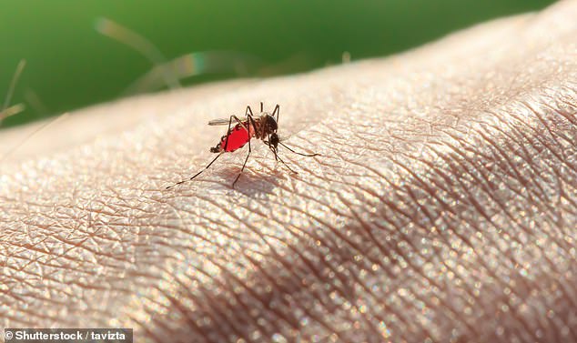 Doctors are urging people to take precautions to avoid mosquito bites (pictured) as they could lead to contracting the deadly Ross River virus and Japanese encephalitis virus