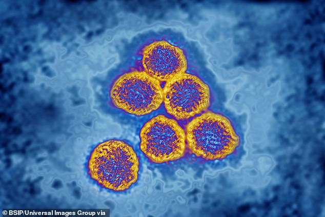 Japanese encephalitis(pictured) is a rare but serious brain infection spread by mosquitoes