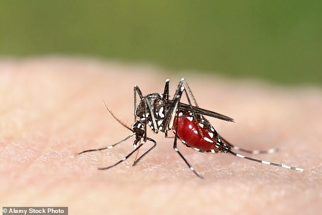 Symptoms usually appear between five and 10 days after being bitten by an infected mosquito