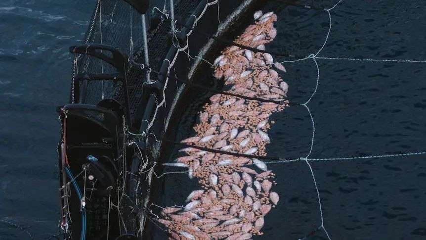 Dead pink fish and pink chunks floating in an open ocean fish pen.