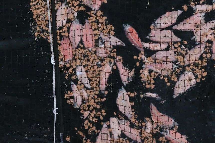 Salmon decomposes in a fish pen