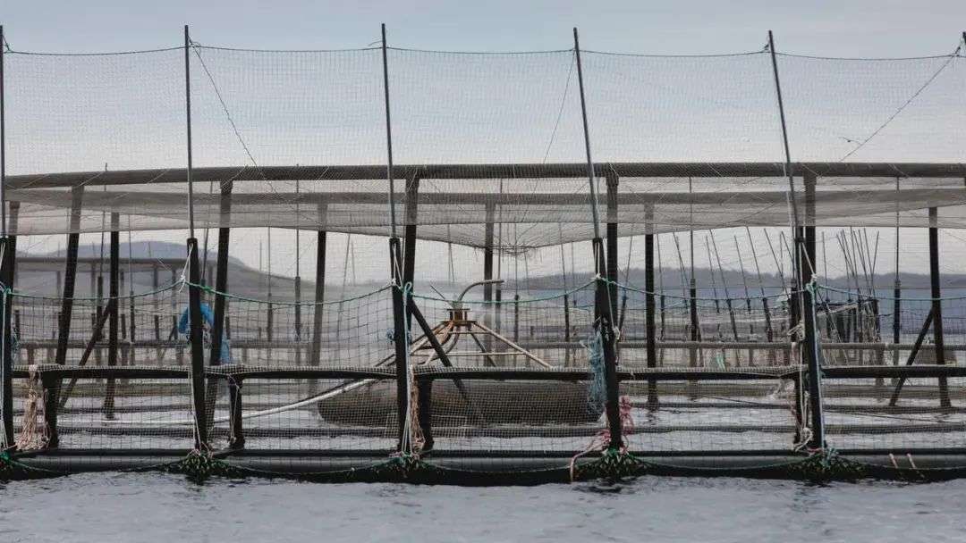 A salmon pen in Storm Bay. Picture: Supplied