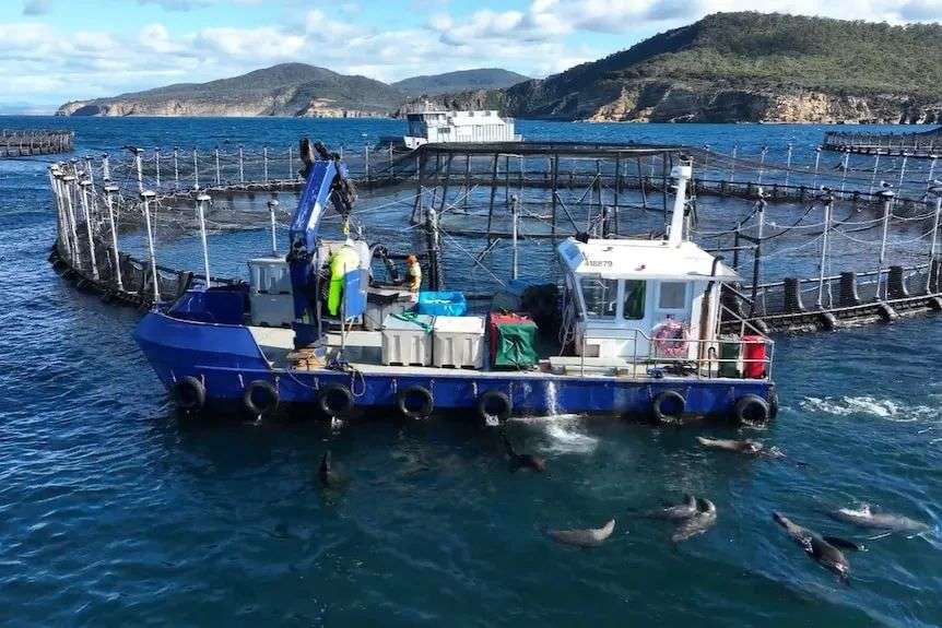 Seal circle a boat next to a salmon pen