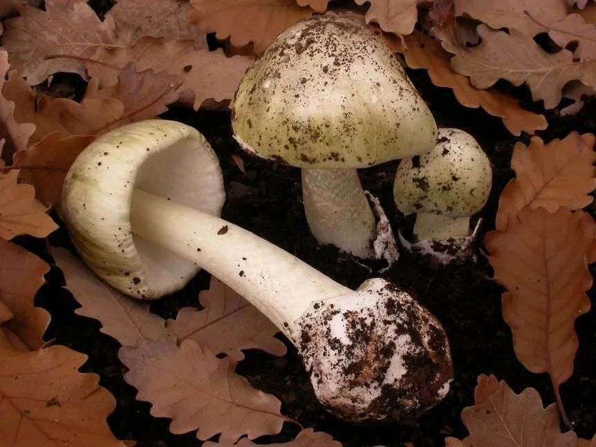 death cap mushrooms