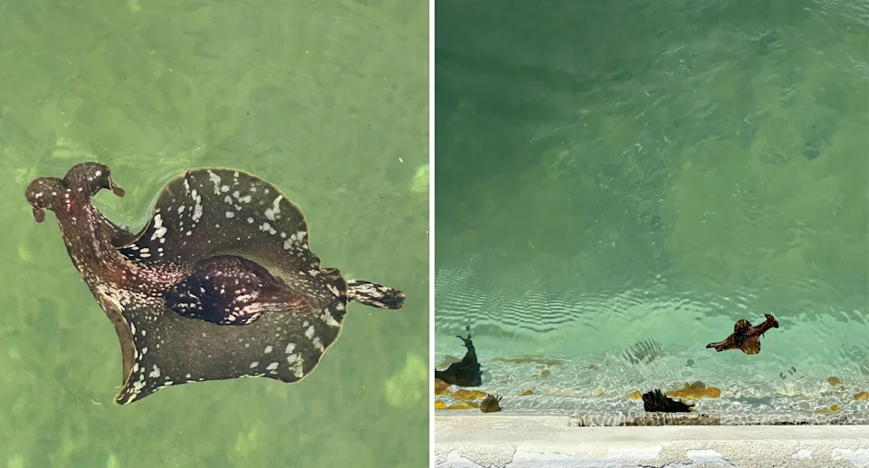 A close up of a sea hare (left) and one of the creatures swimming in the ocean pool (right). 