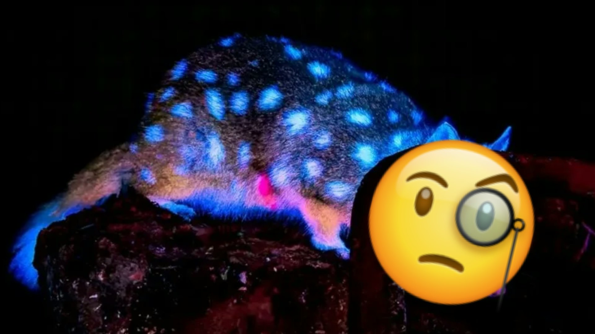 「会发光的猫」真实存在？濒危动物澳洲现踪　为何夜光原因仍未知