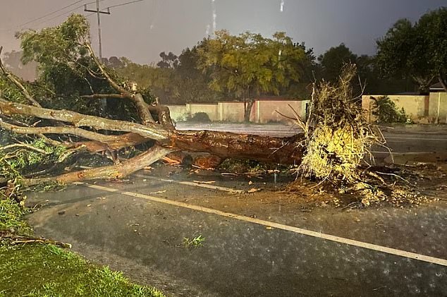 Trees were uprooted and split in half during the freak tornado in City Beach