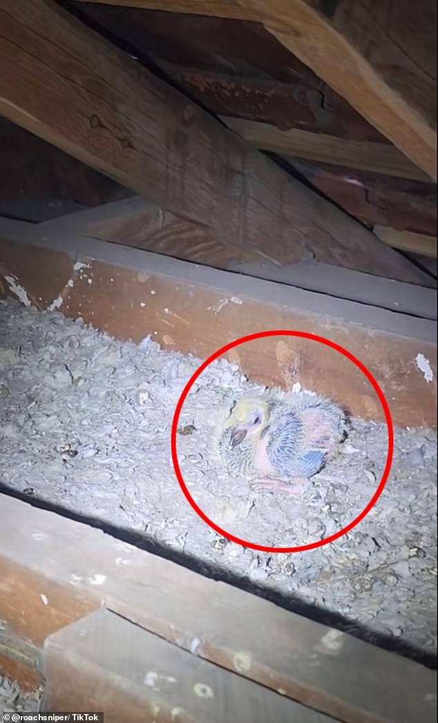 One of the many pigeons that made a suburban Sydney roof home from many years