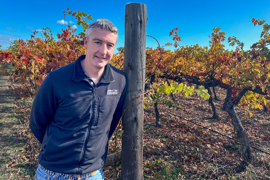 Luke stands in a leafy vineyard.