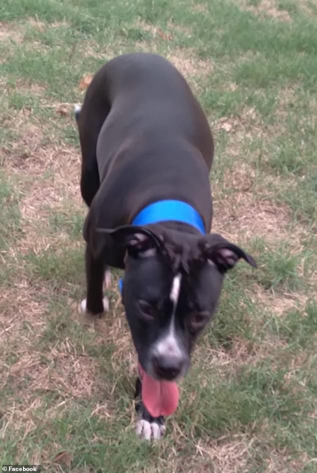 The dog was described as a black pit bull by the name of Ella. Lambert shared many photos of their dogs on social media