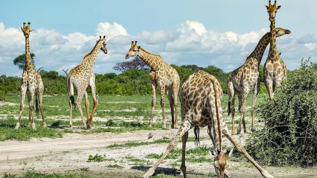 入境门槛太高!澳洲游客纷纷“拉黑”美国,转战欧洲与斐济(组图) - 1