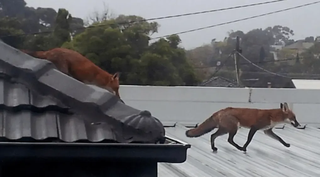 墨尔本狐狸泛滥,内城区和CBD成“重灾区”!大白天四处游荡,大量宠物被咬死_搜狐网