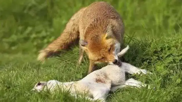 墨尔本这种动物泛滥,杀一只奖励10澳元!猎人:给太少....