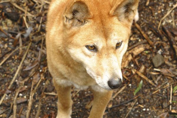 澳洲野犬,Dingo。（示意图／达志影像）