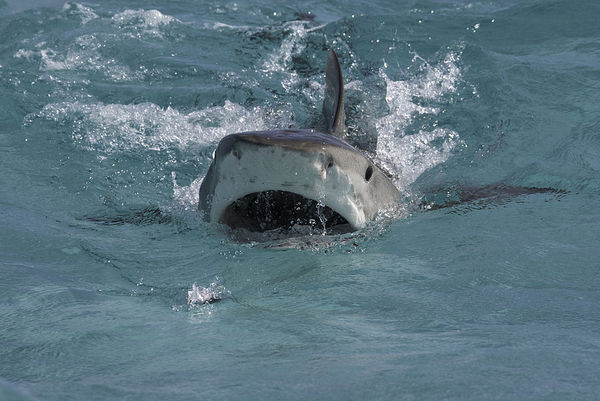 ▲▼鲨鱼,示意图。（图／VCG）