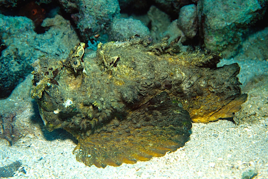 绿色,像石头一样的石头鱼