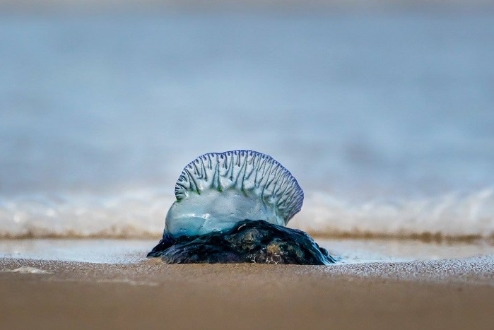 A bluebottle on the sand