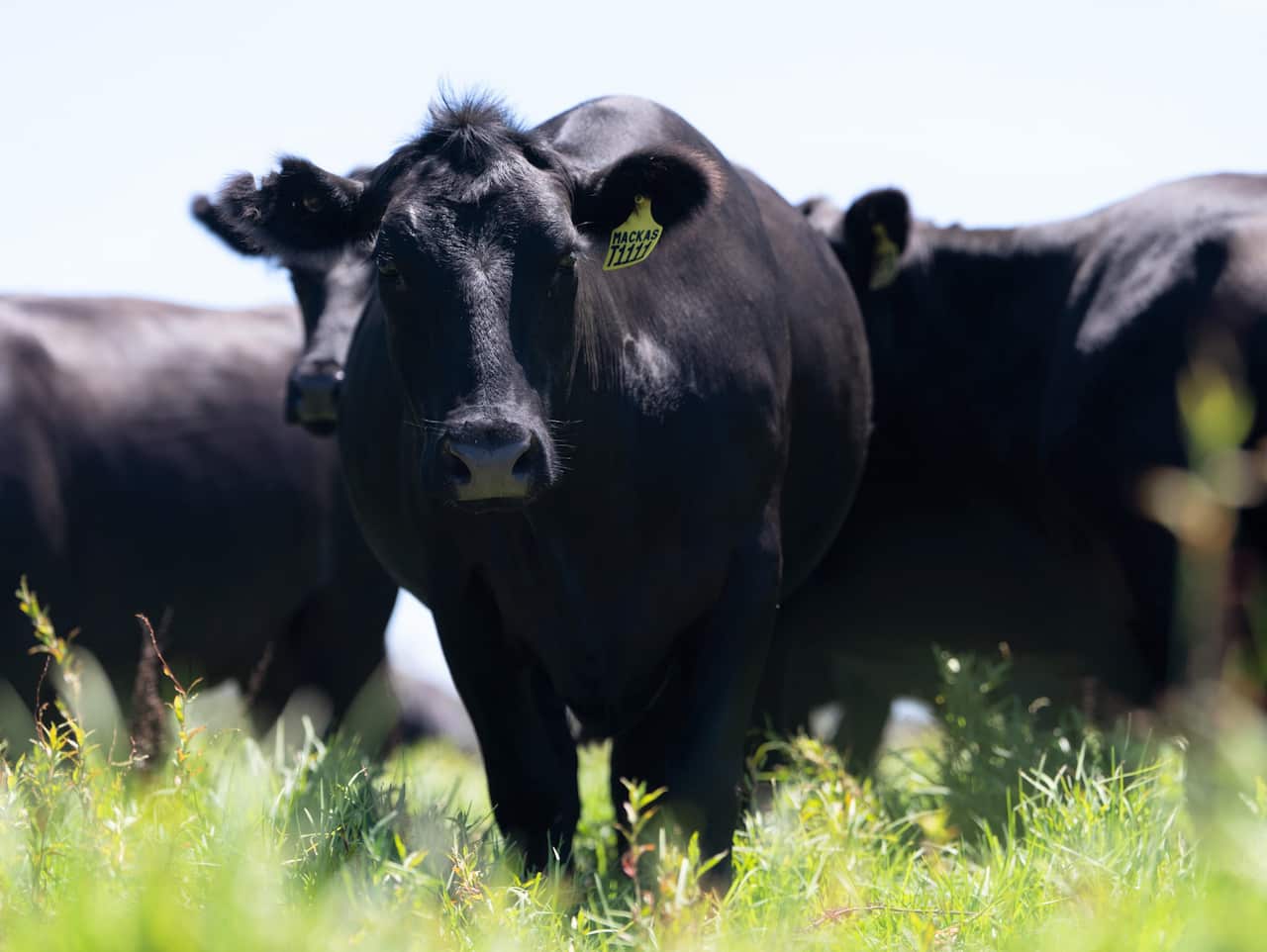 A black cow stands in front of a herd in a grassy field.