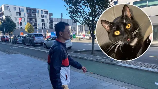 r/newzealand - ‘Cruel in the extreme’: Man tortured family cat as relationship broke down