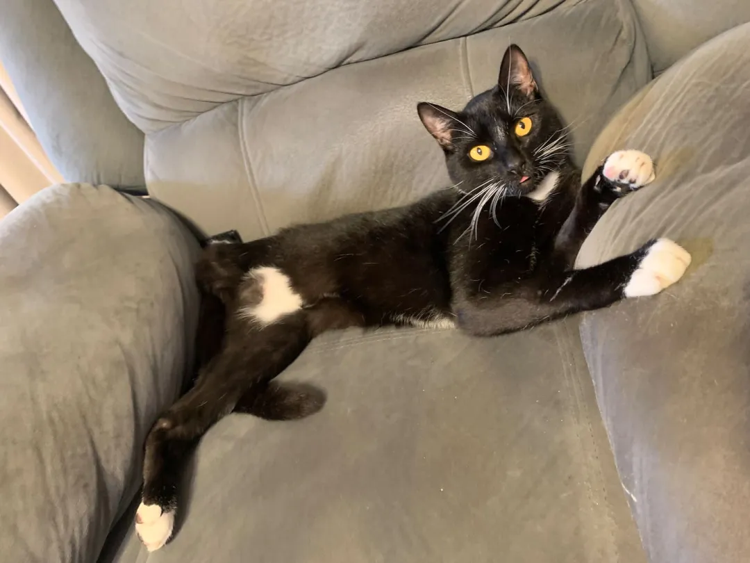 Max, pictured at home, was subject to cruelty months after being bought by Rongjian Feng. Supplied / SPCA