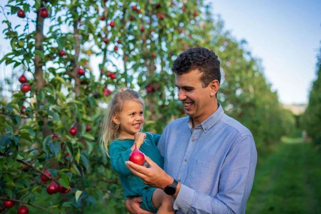 Nick Bednarek, with daughter Florence Bednarek, checking on their PIQA Red Pears at the Havelock North orchard.